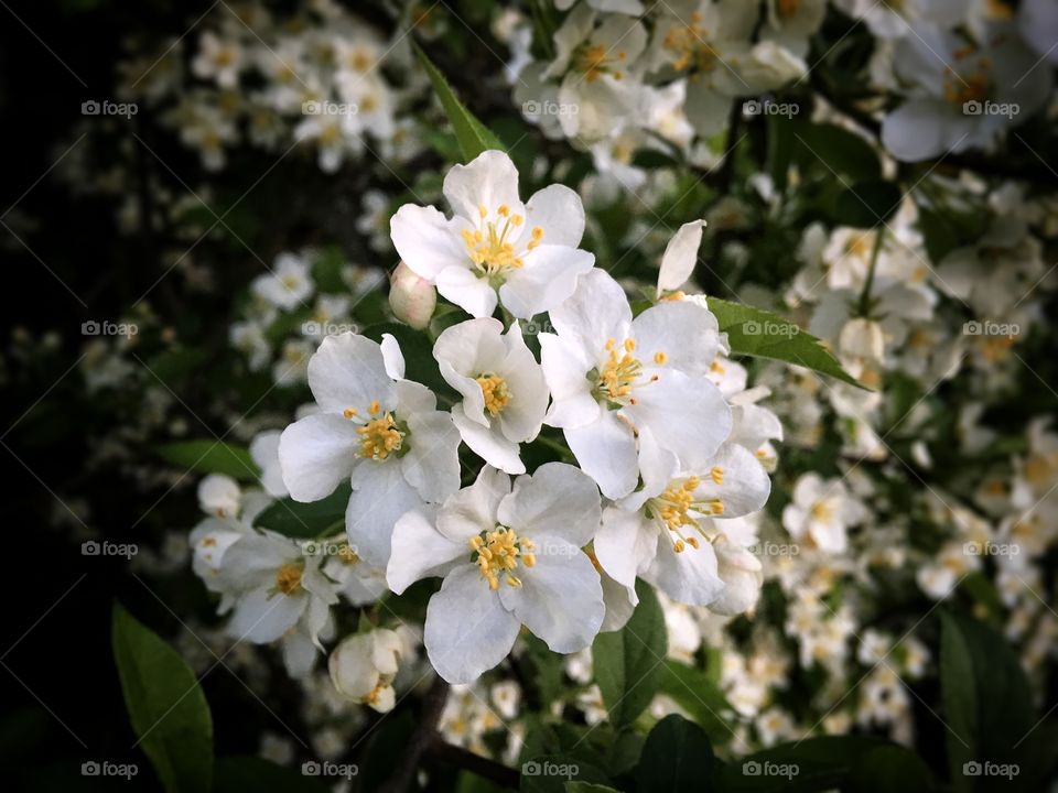 Apple blossom in springtime
