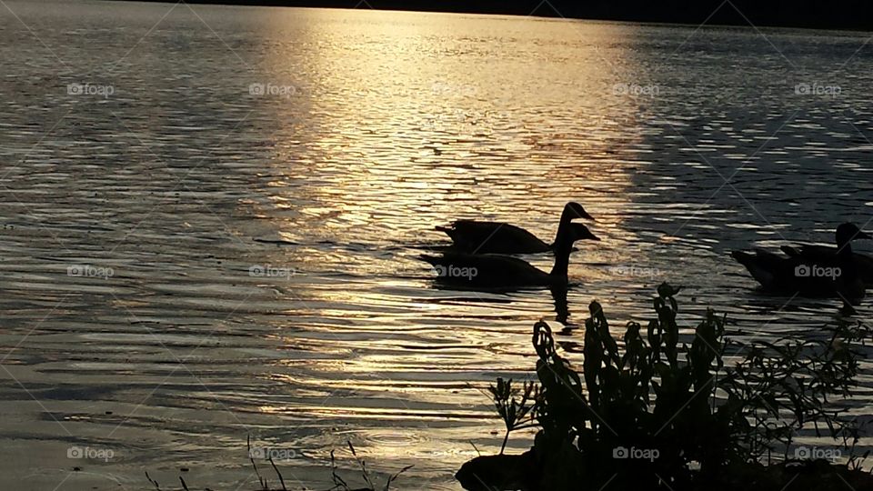 A golden sunset with silhoette of geese and tall grass