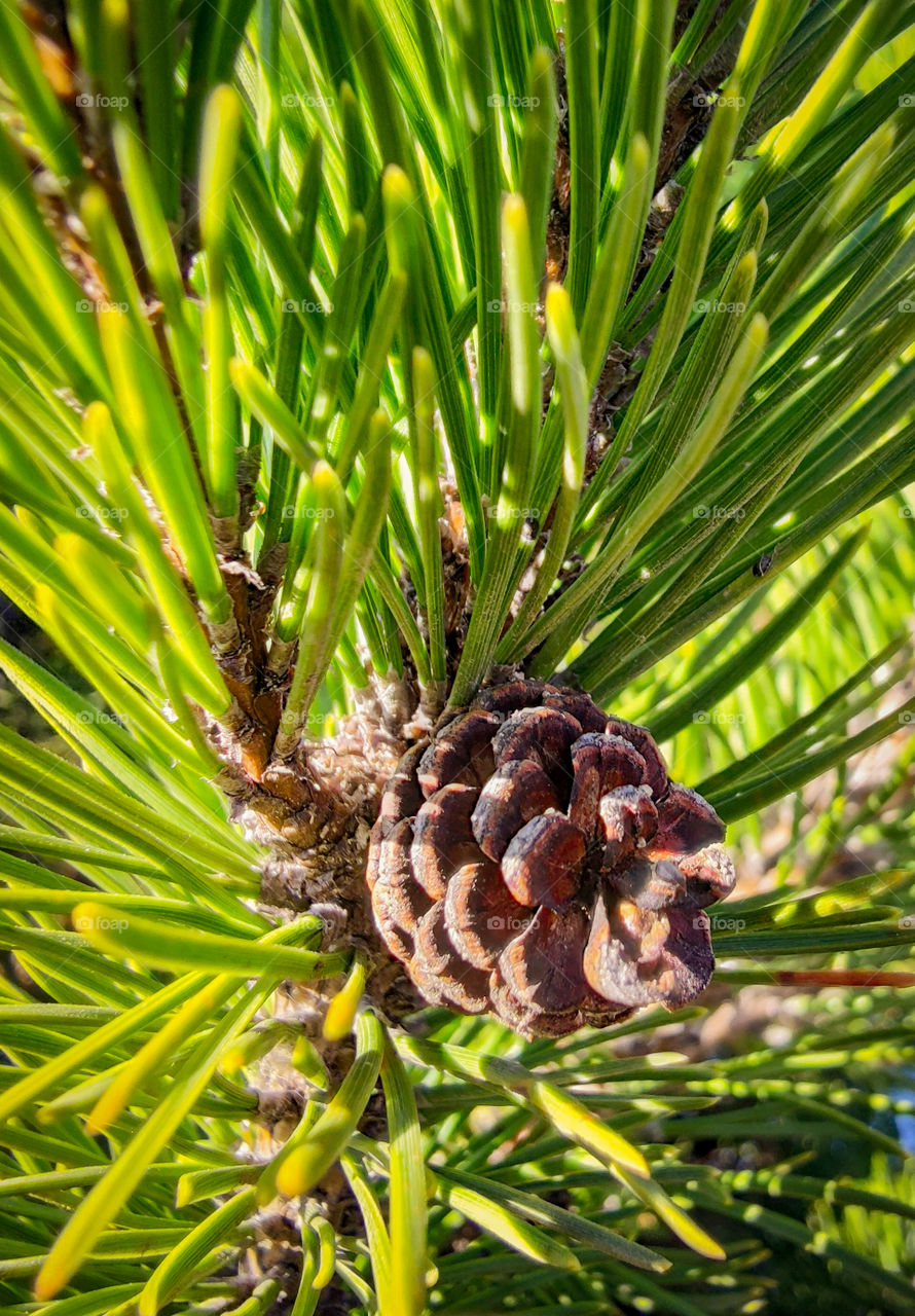 A fir cone on a green branch of a fir tree