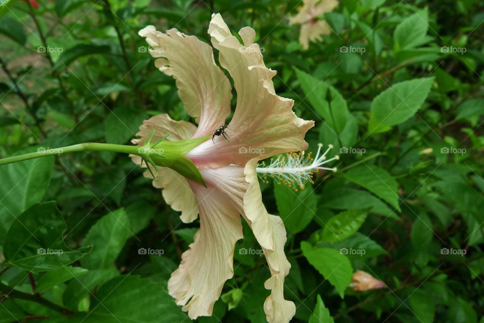 hibiscus