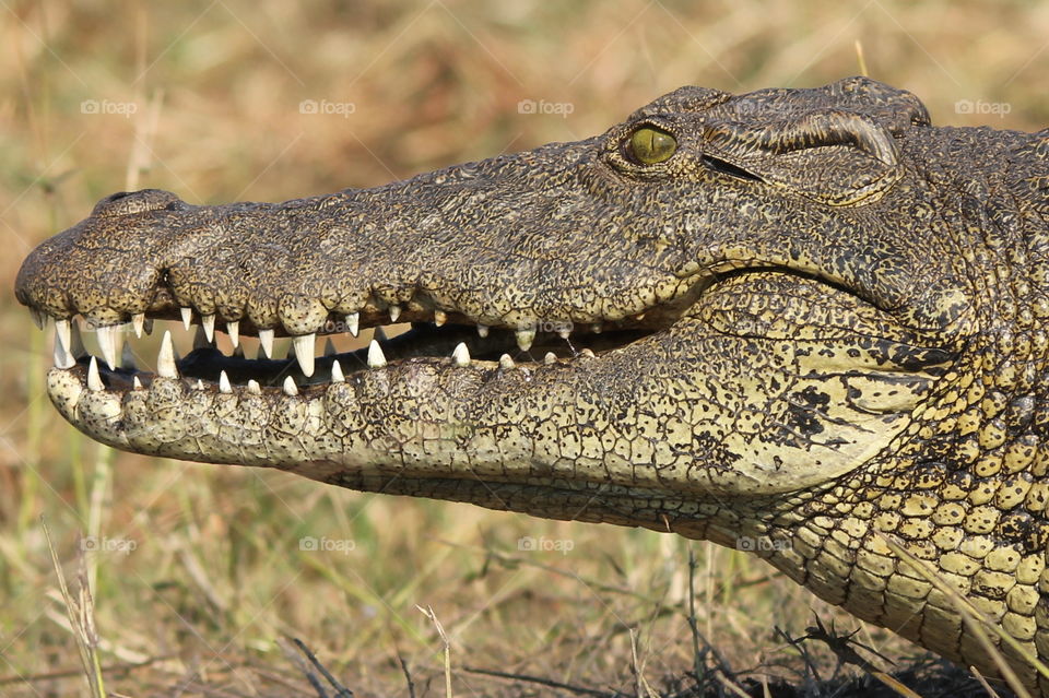 Teeth, teeth and teeth