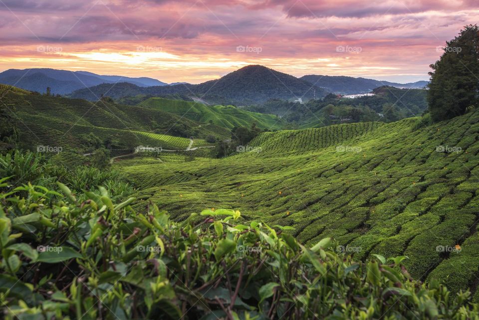 Beautiful scenery in Cameron Highlands, Malaysia