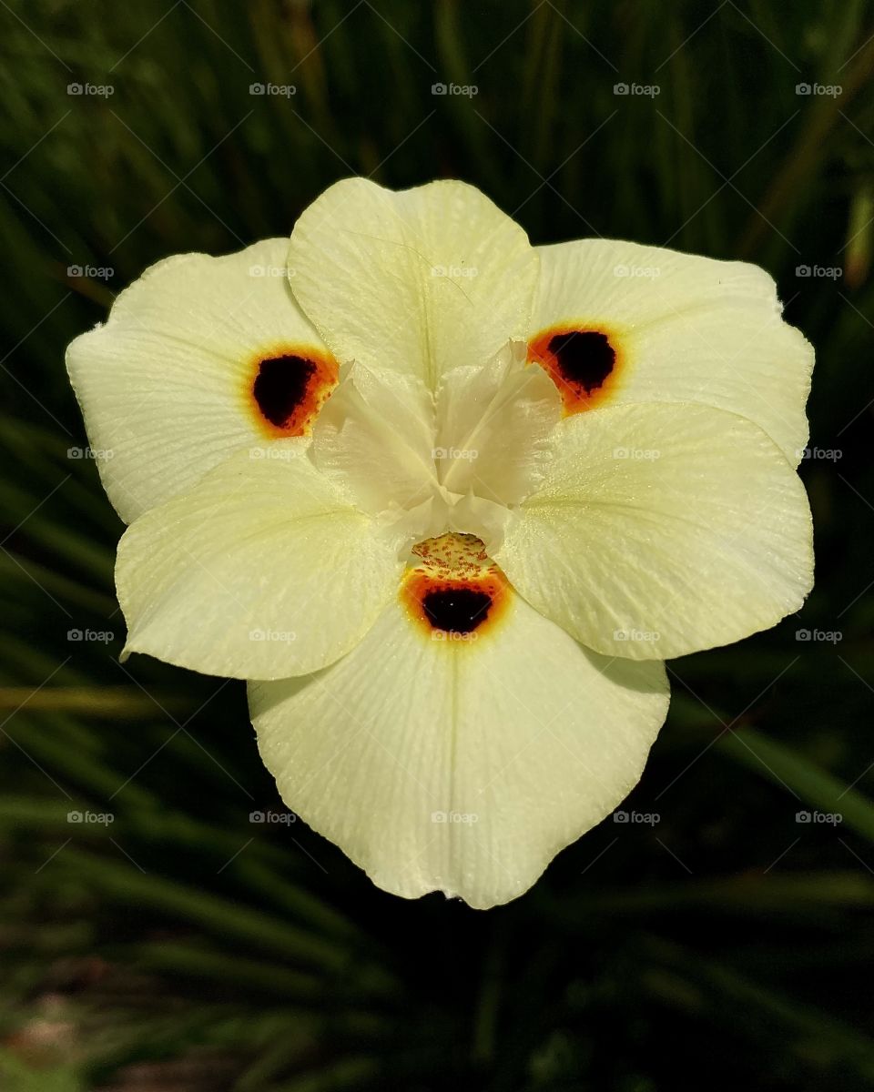 🌹 🇺🇸 Very beautiful flowers to brighten our day.  Live nature and its beauty. Did you like the delicate petals? / 🇧🇷 Flores muito bonitas para alegrar nosso dia. Viva a natureza e sua beleza. Gostaram das pétalas delicadas? 