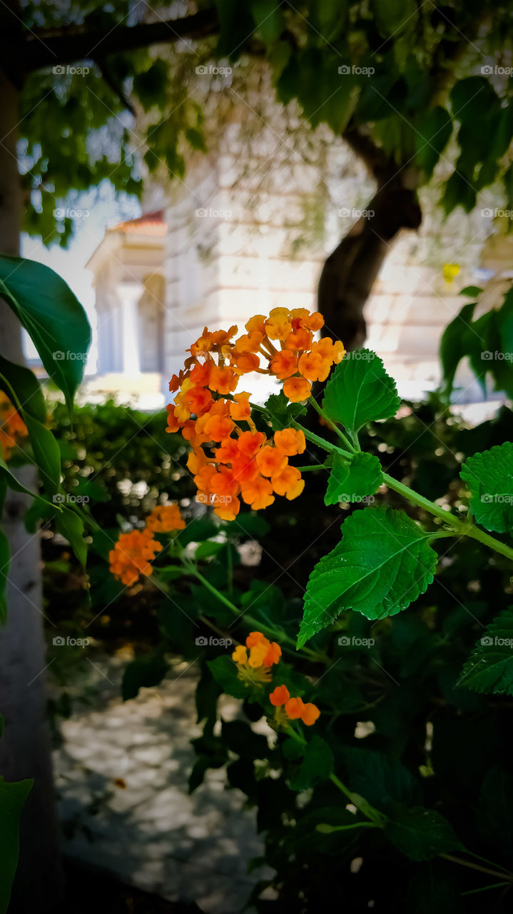 Nice orange plant 🌷.