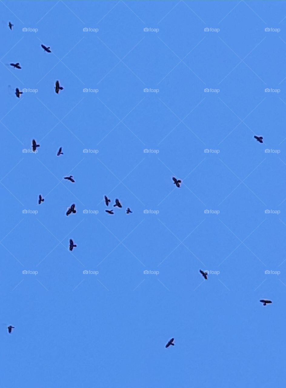 black silhouettes of birds against blue sky