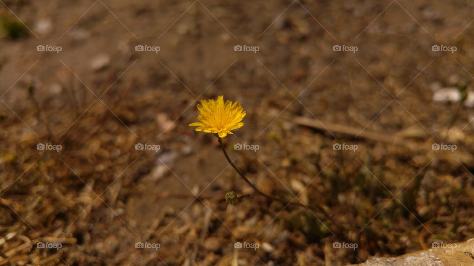 Earth flower