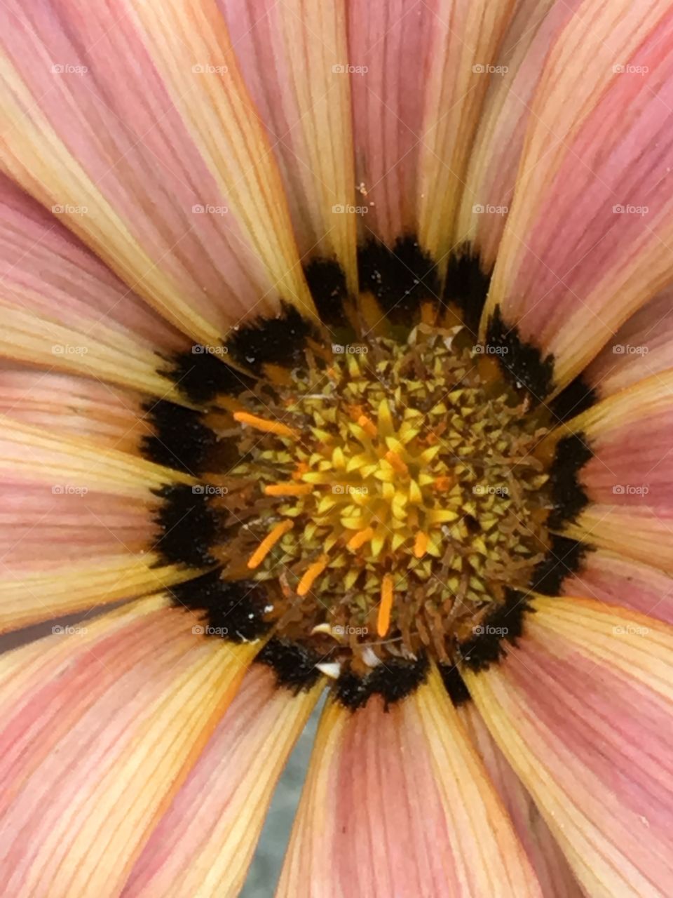 Close up daisy 