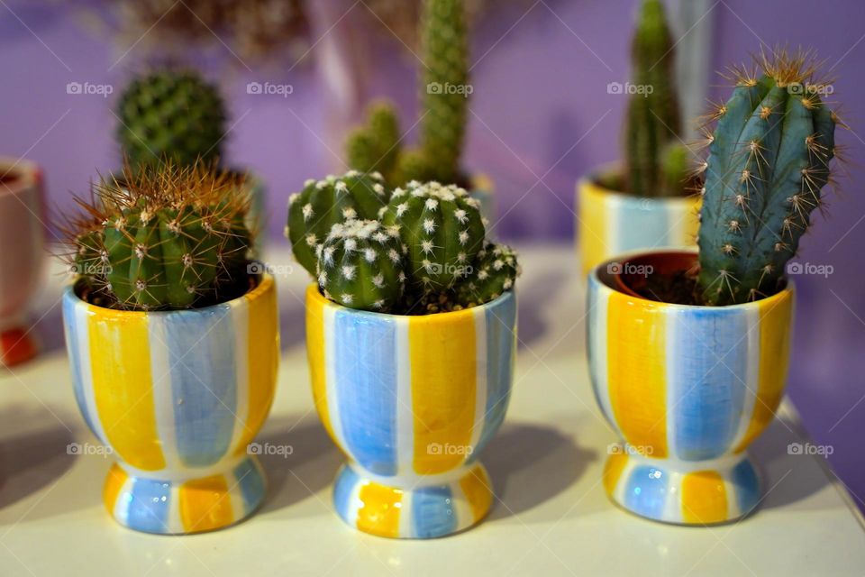 Three flower pots with cacti