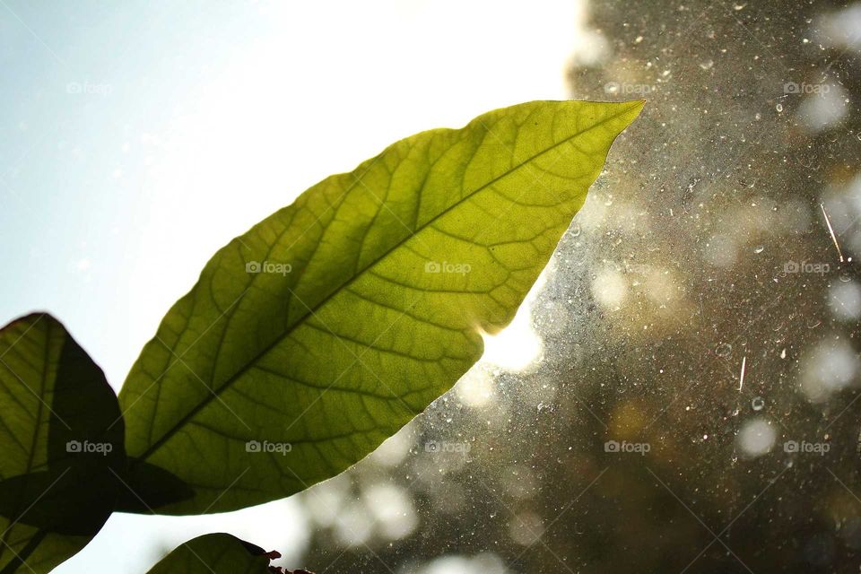 Leaf, Nature, Flora, Rain, Growth
