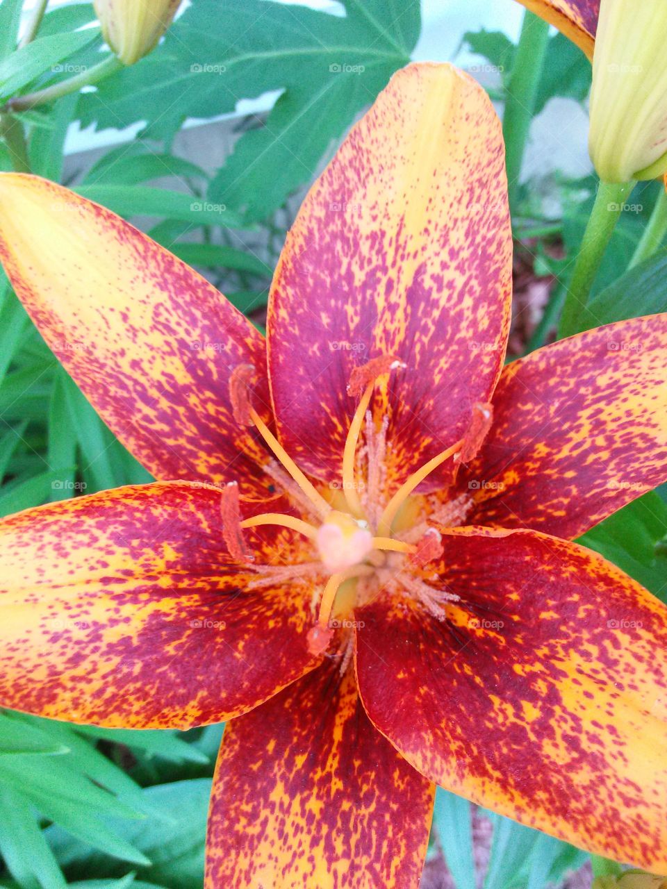 Fire Lily. Red, orange and yellow lily in full bloom in the garden  