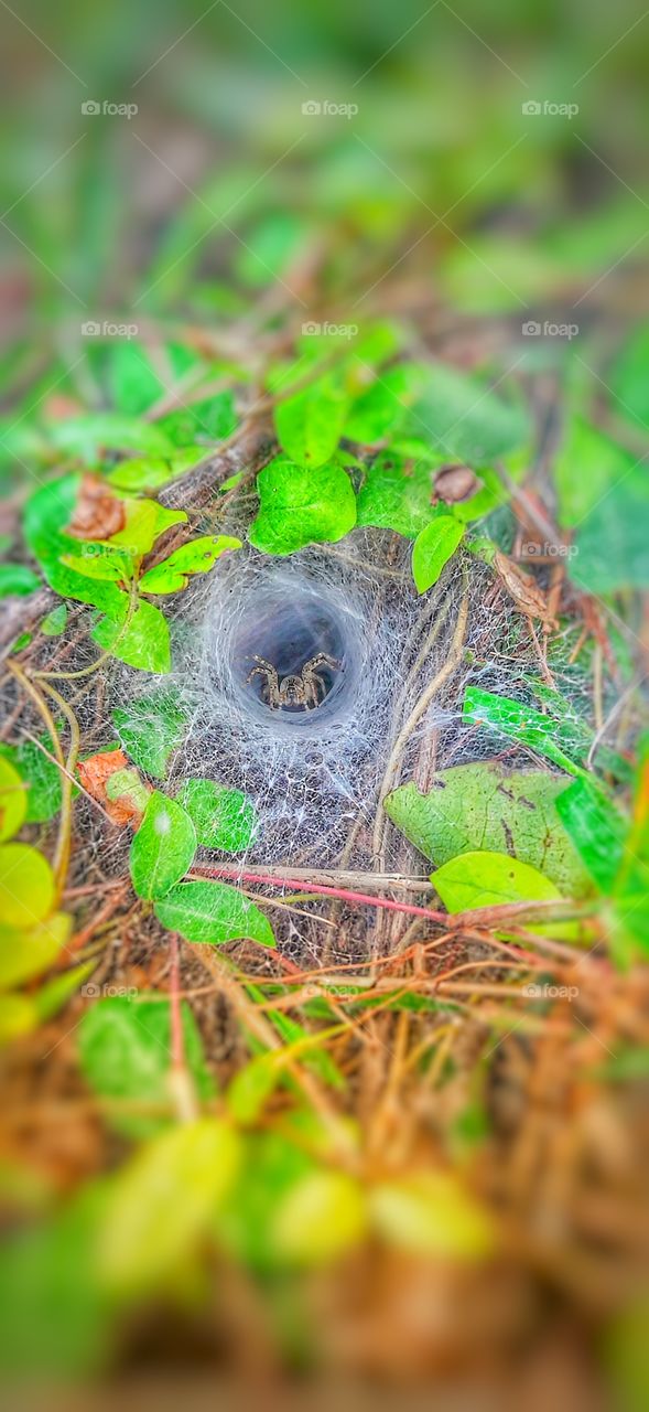 a little spider in a spider web