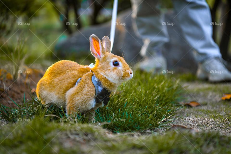 A rabbit on the grass.