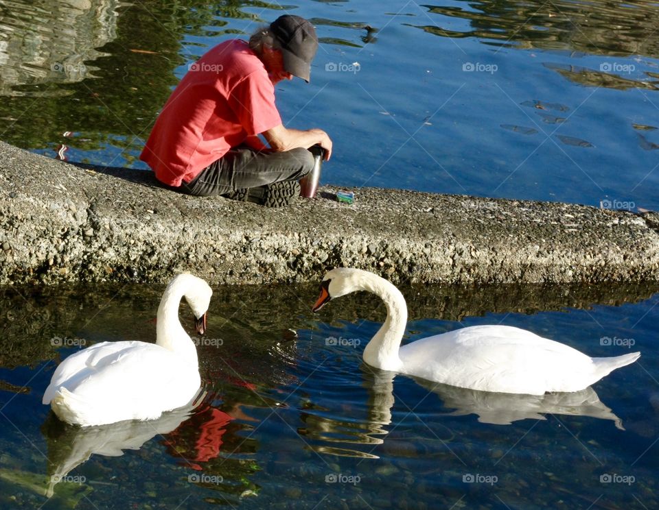 Swan whisperer- man befriends swans at seaside