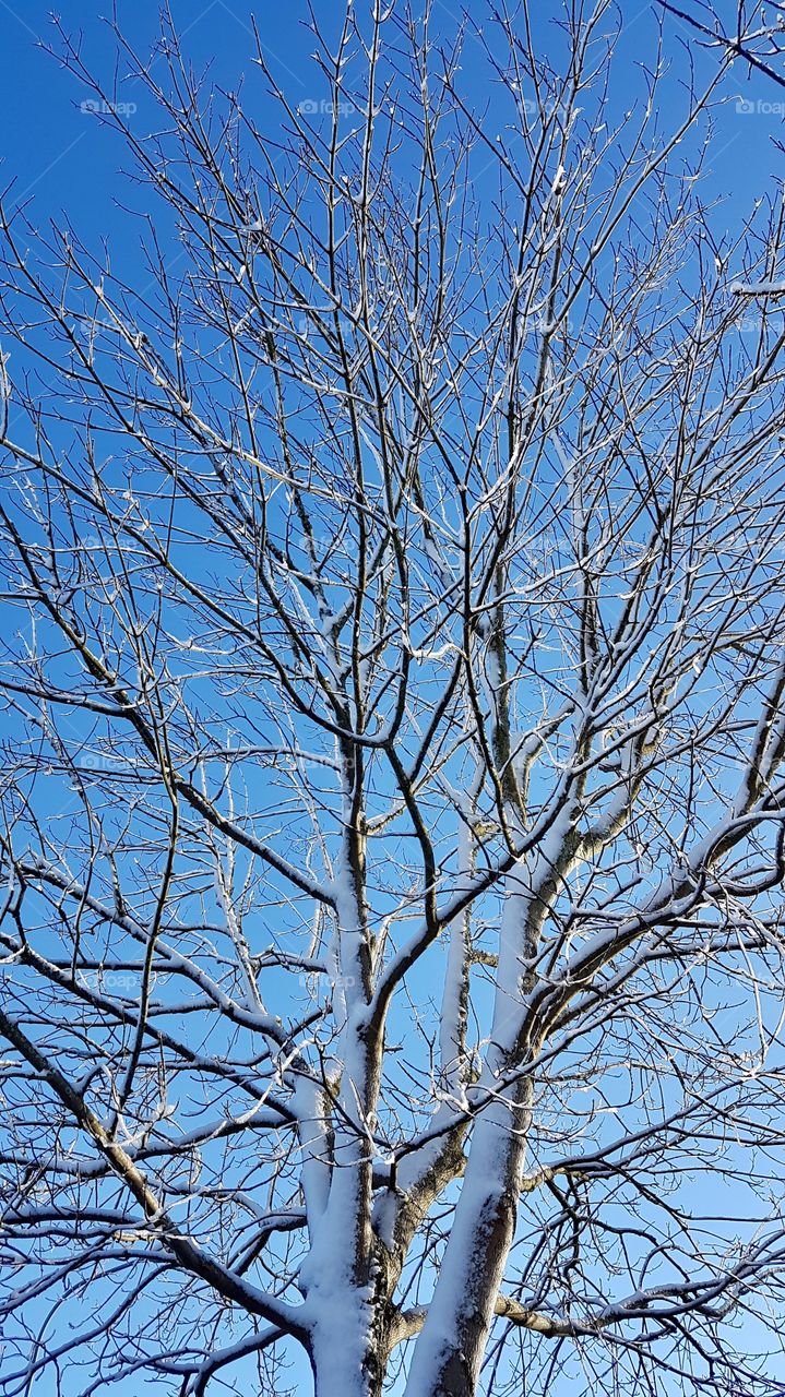 Tree with snow , beautiful clear blue sky - träd med snö, klarblå himmel 