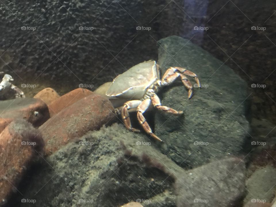 Crabs 
