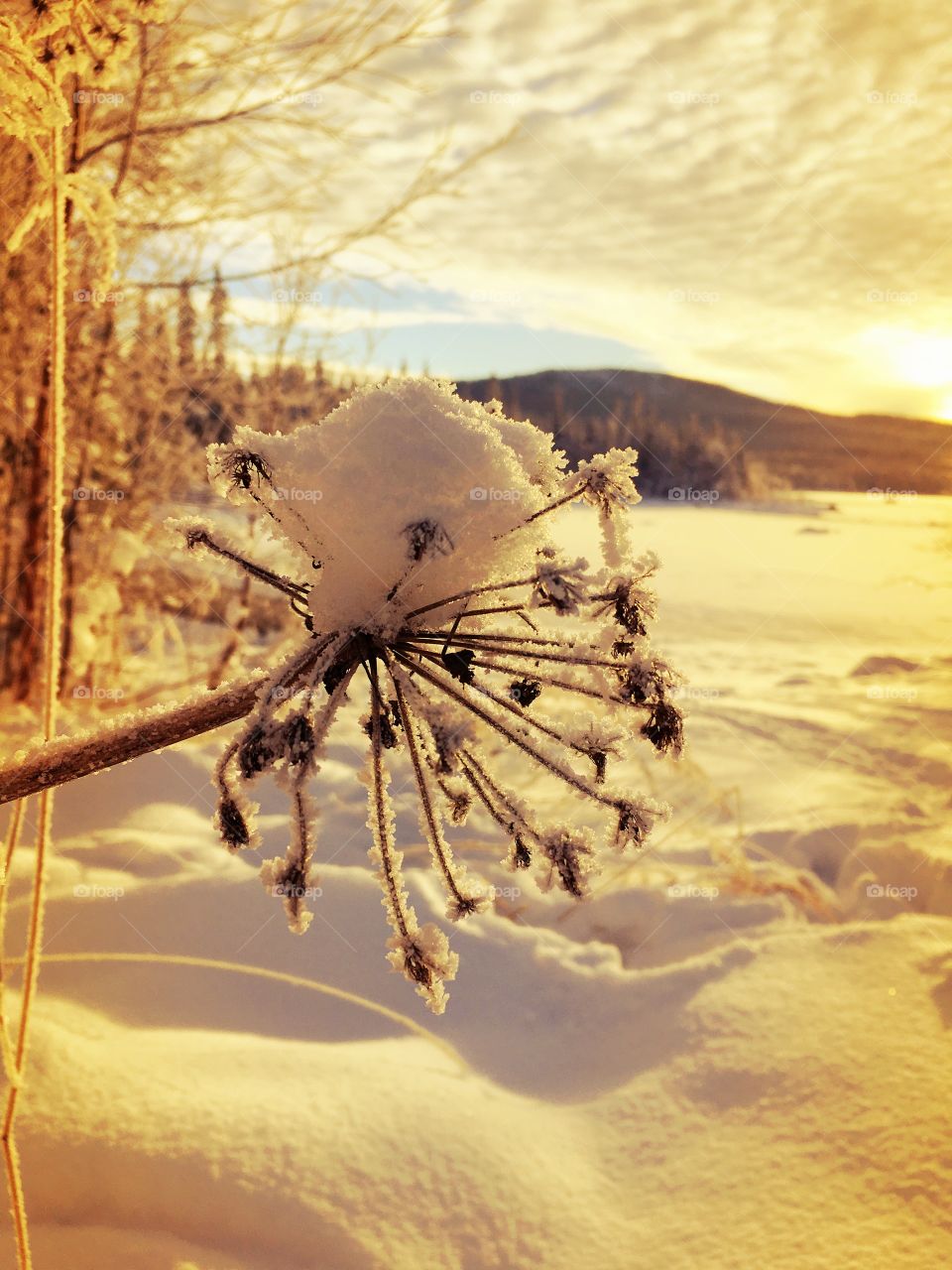 Close-up of snow on dry dandelion