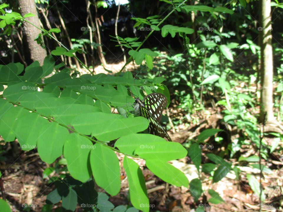 The tailed graphium agamemnon jay is a green and black tropical butterfly that mostly belongs to the swallowtail family.