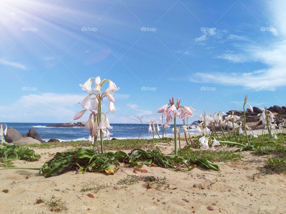 beach flower
