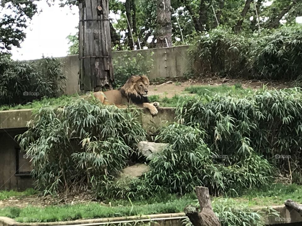 A day at the zoo - lion. One of my favorite places to visit in DC has always been the National Zoo, and as an adult that’s still true.  This was after he woke from a nap, roared for awhile then flopped down as though he were posing.