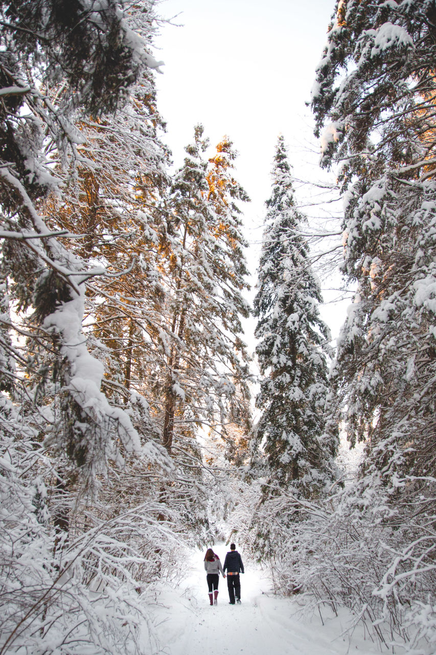 A couple walking through a massive forest of large pines and soft snow