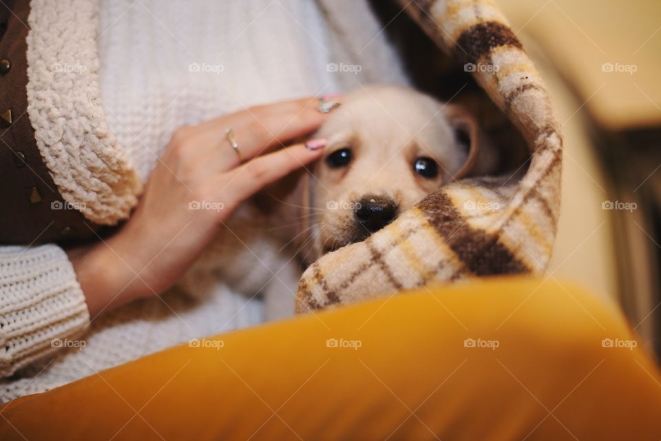 Labrador puppy