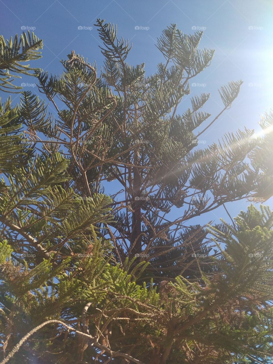 Tree and sunlight