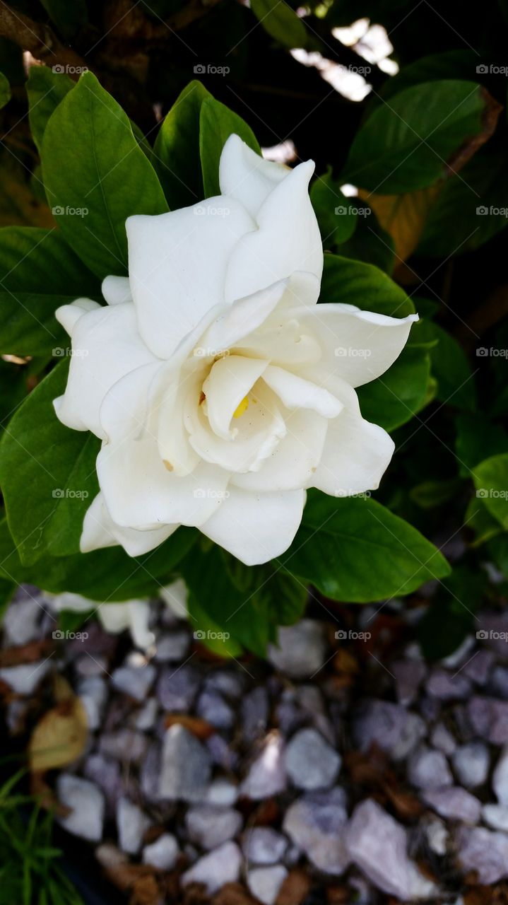 White flower in bloom