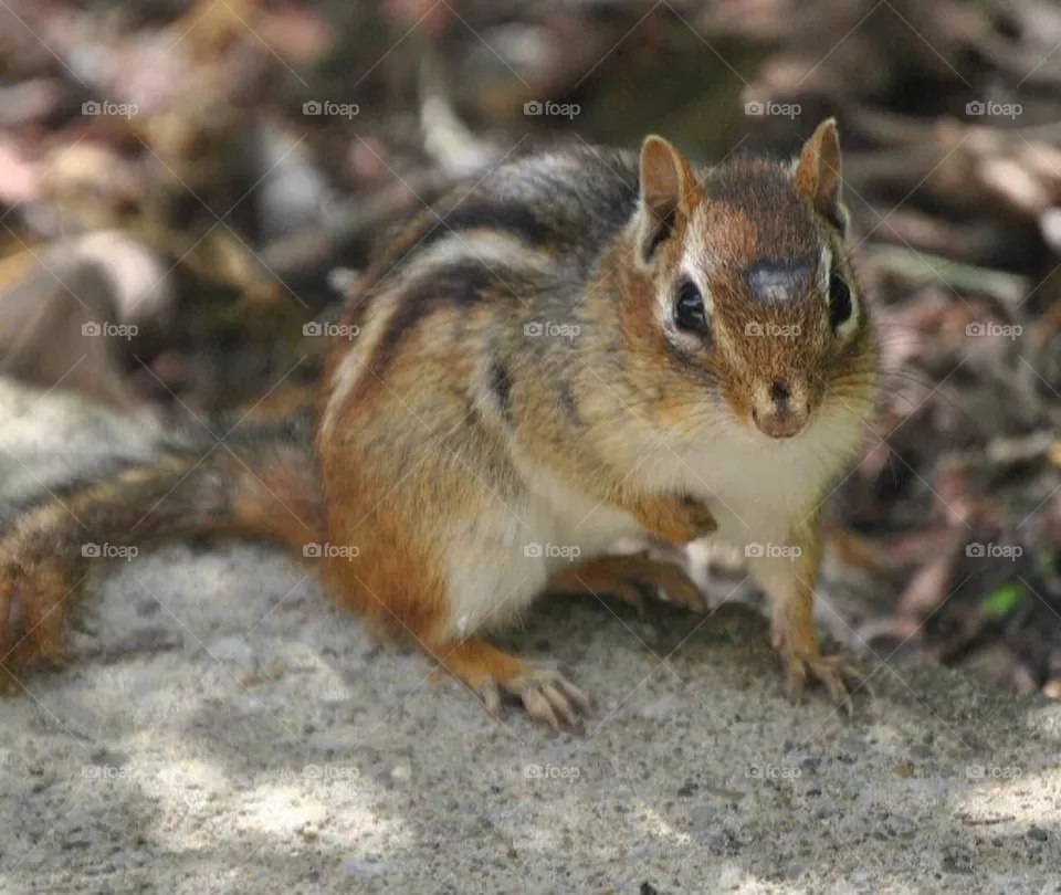 Chipmunk