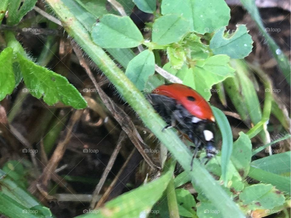 Ladybirds close up