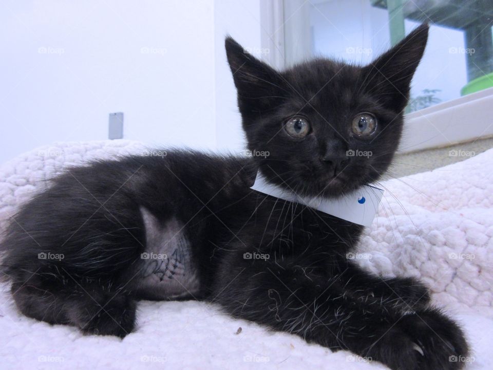 Black Kitten. Shelter kitten