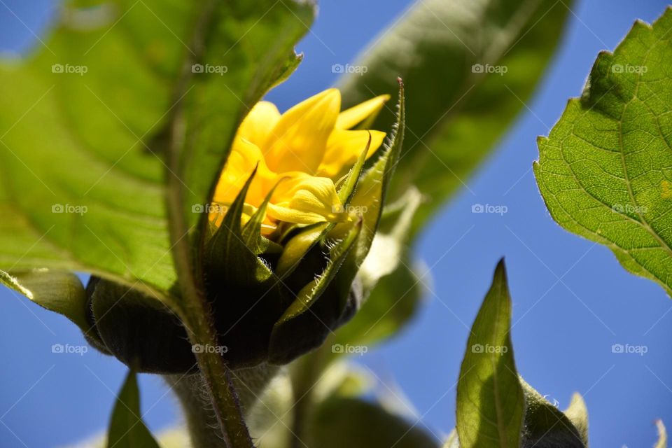 Sunflower