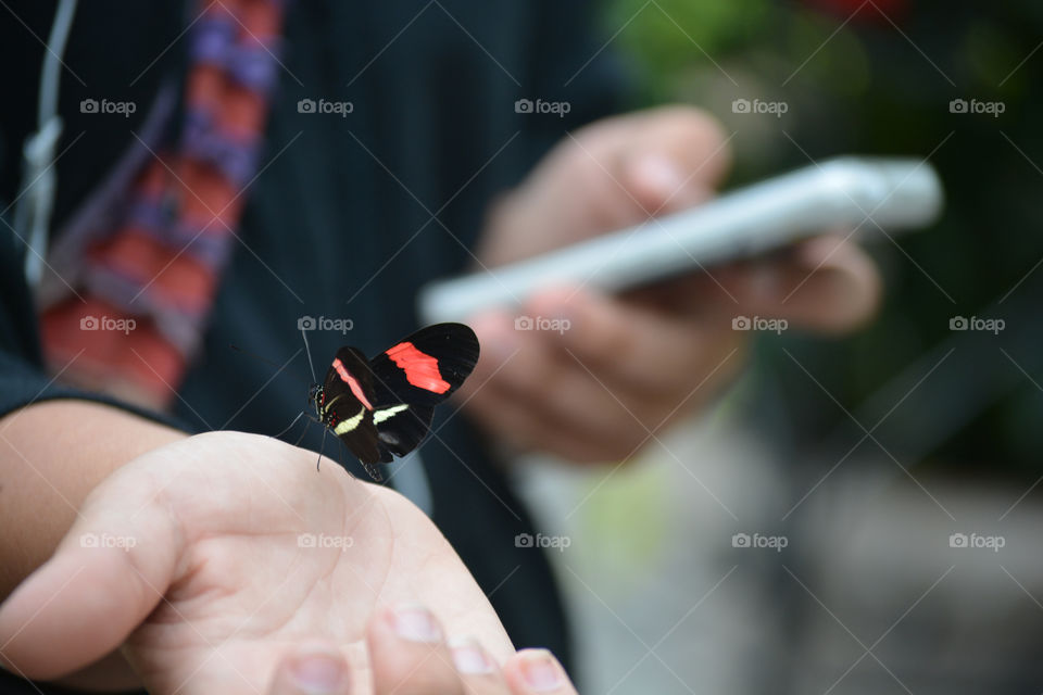 Butterfly in sanctuary