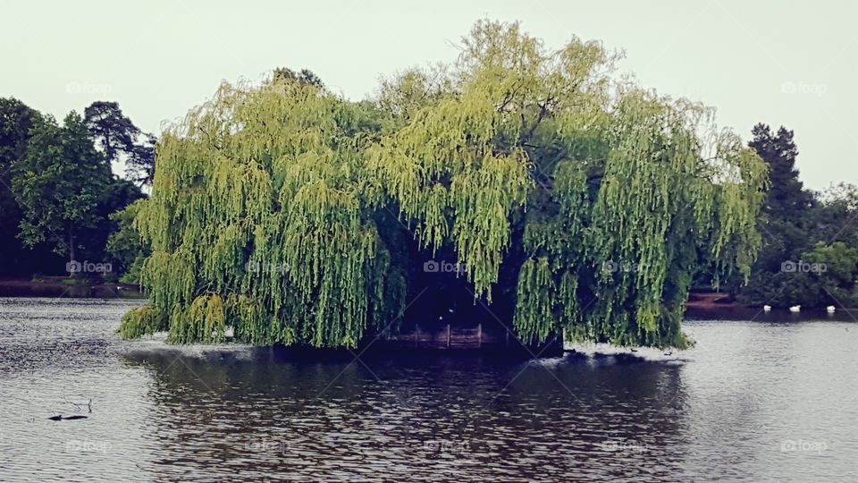 weeping willow island