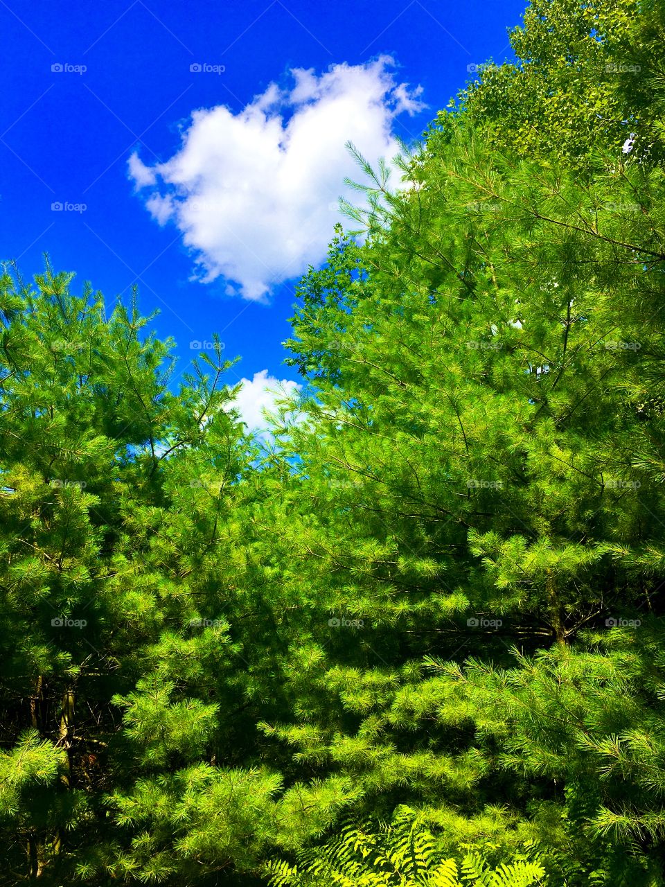 A heart-shaped cloud floats in a blue sky above a forest of pine trees on a Summer day in Maine.