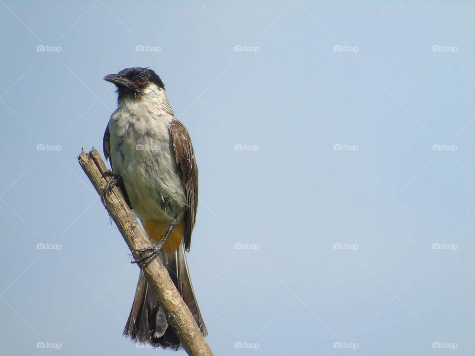 Pycnonotus aurigaster. Yellow's vent of the bird main character. Black head with white & grey colour from the throat until abdominal side of its. Pair of brown coloured wings.