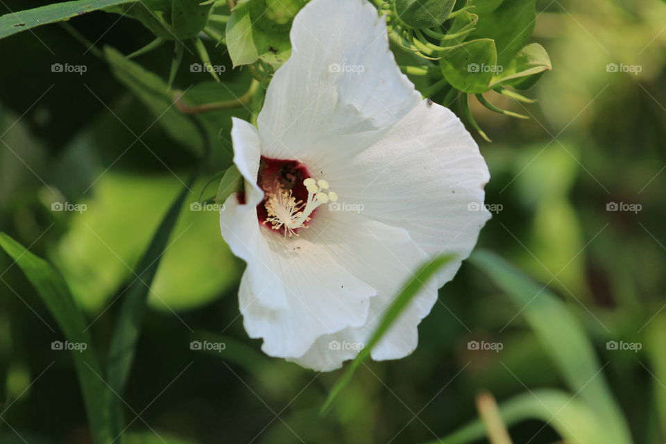 Close up of a Rose of Sharon bloom
