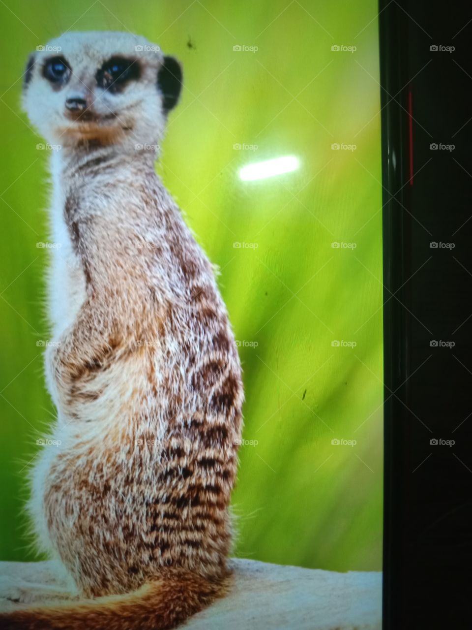 The unique Meerkat