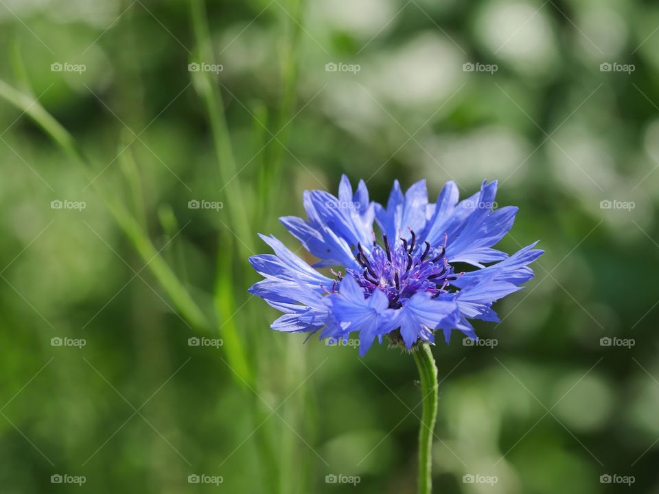 Cornflower