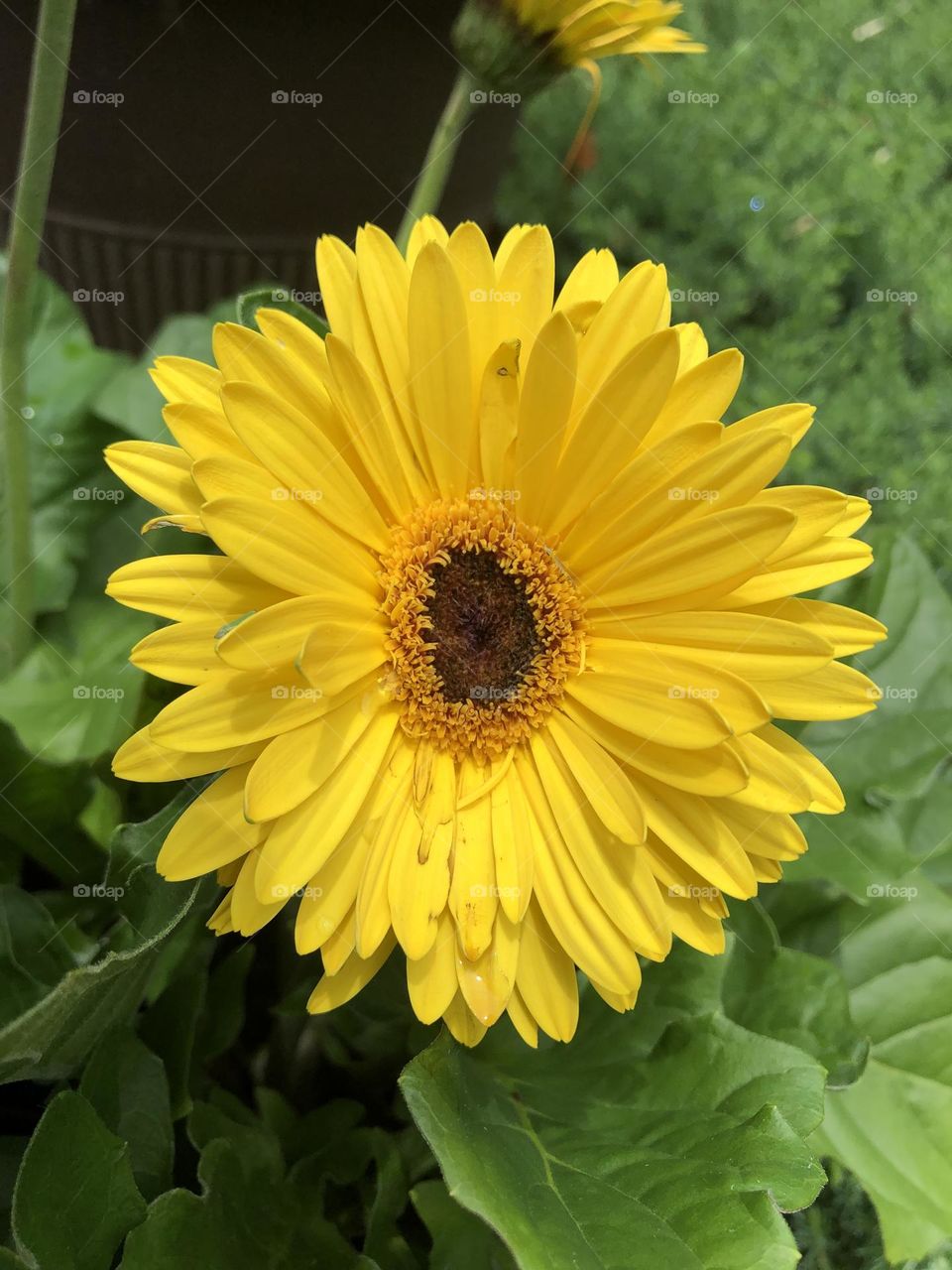 Daily Daisy: yellow daisy flower blooming in backyard container garden patio plants summer