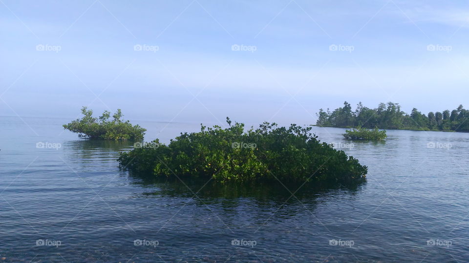Mangrove in the sea, Ongkaw