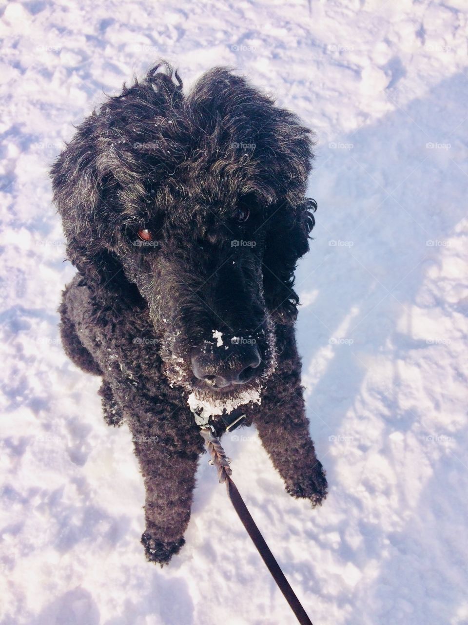 Outside with a poodle