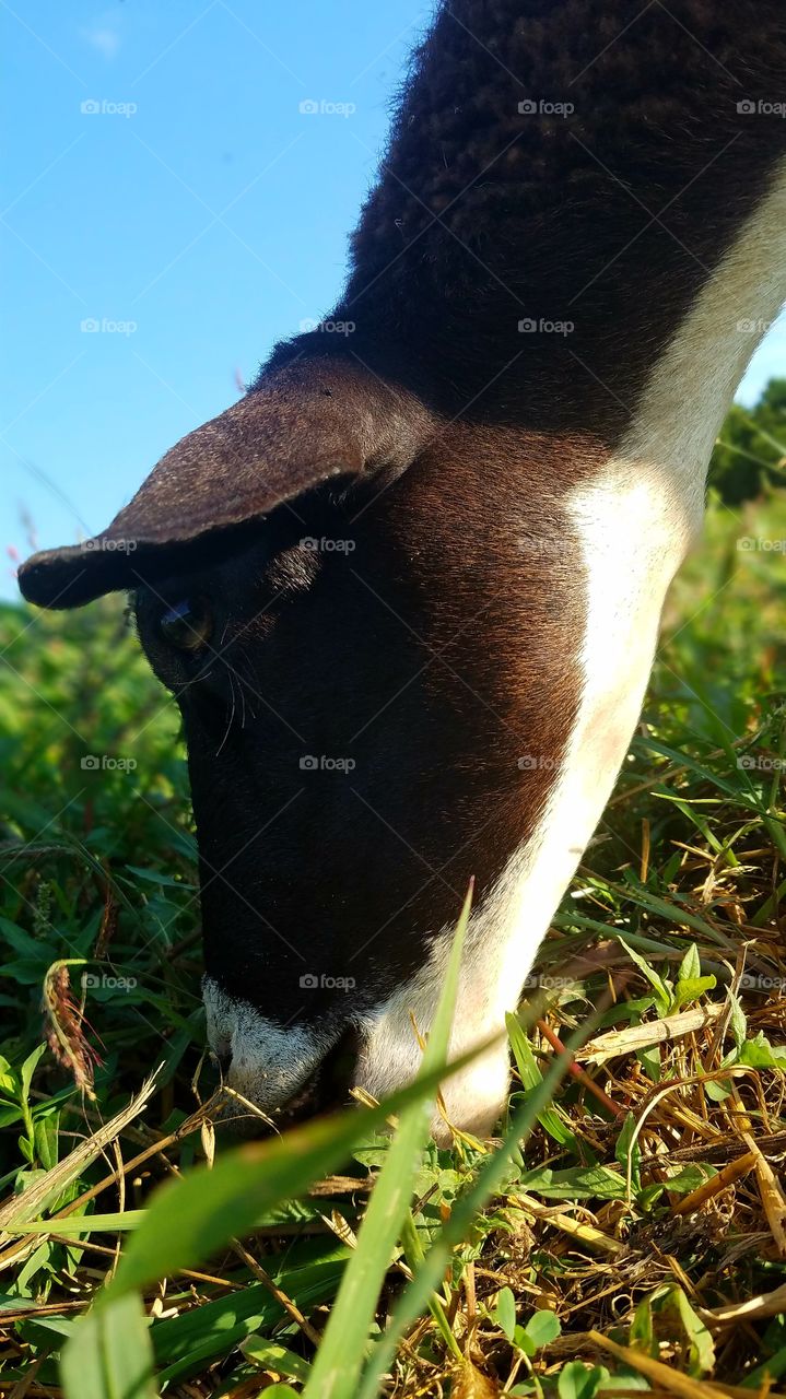 Tina tasting tantalizing tidbits