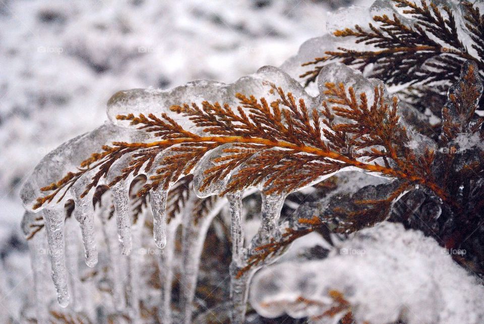 Icy Trees