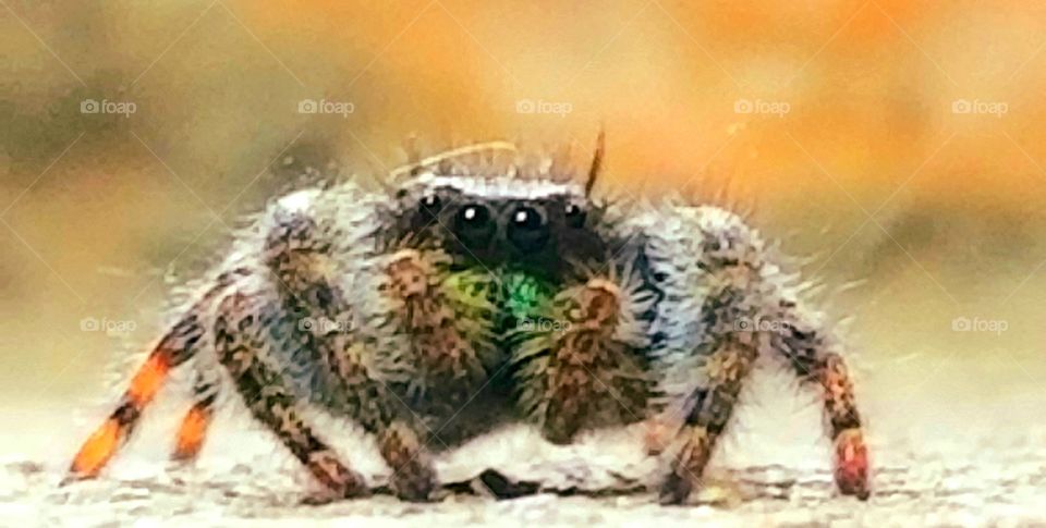 Jumping spider