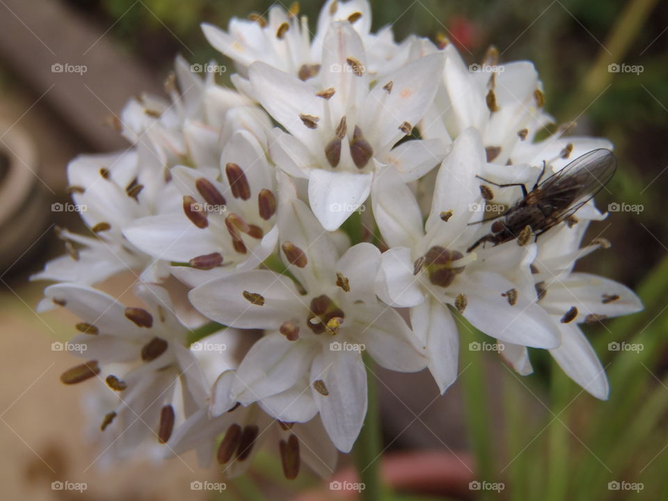 Garlic chive & it's pollinator