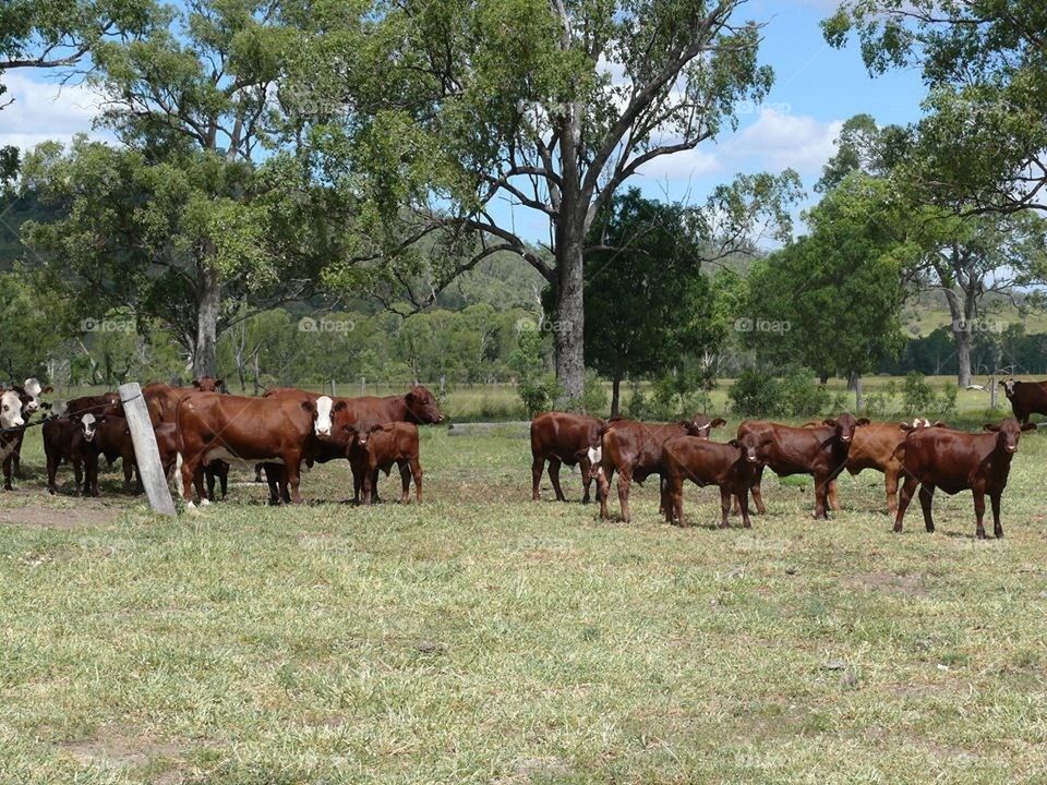 Cows in Australian Bush