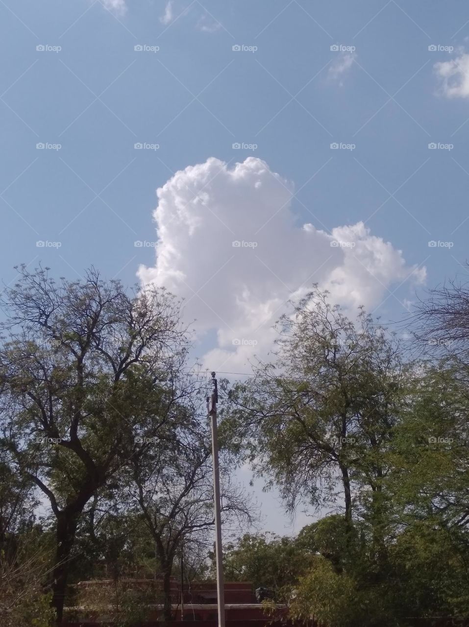 a shiney day white clouds in blue sky, green plant tree looks very beautiful