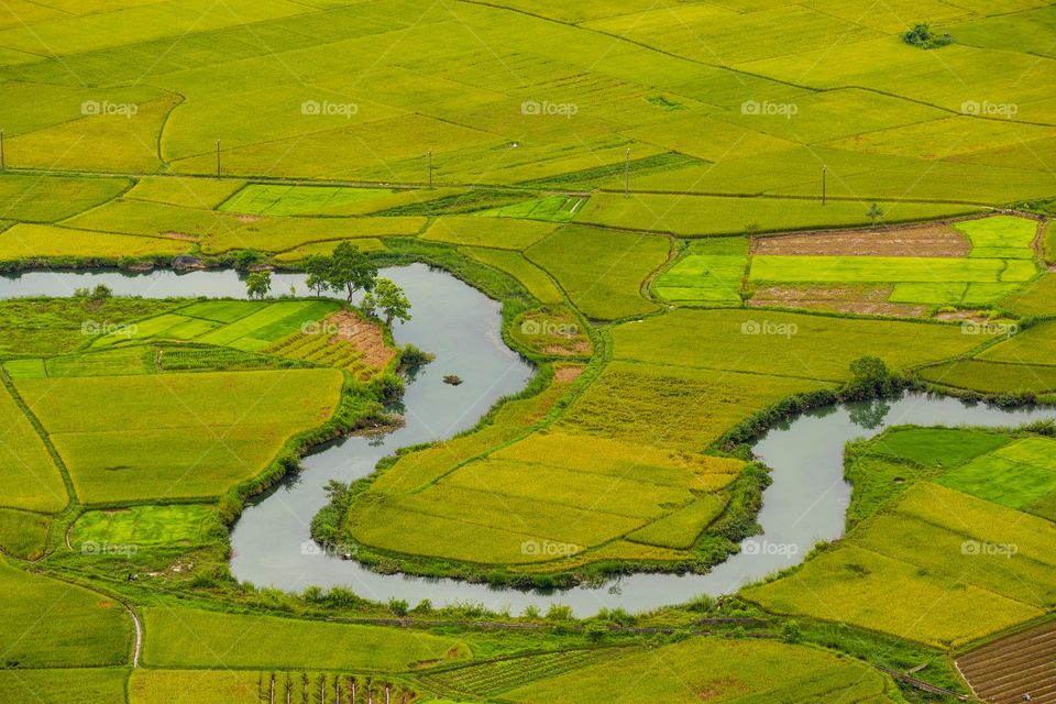 Harvest season in Bac Son rice valley , one of the ten  beautiful rice valley in the world