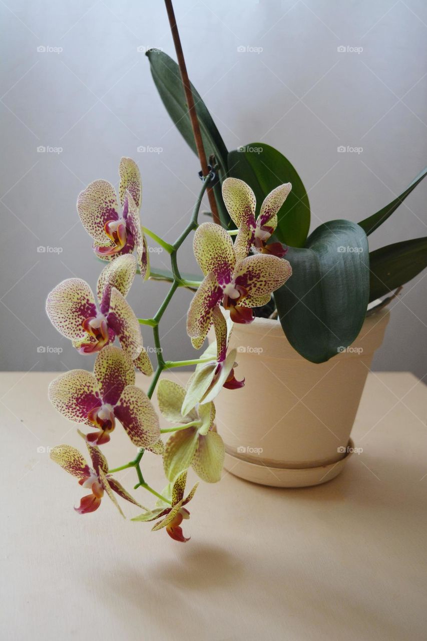 orchid flowers in the pot beautiful house plant home