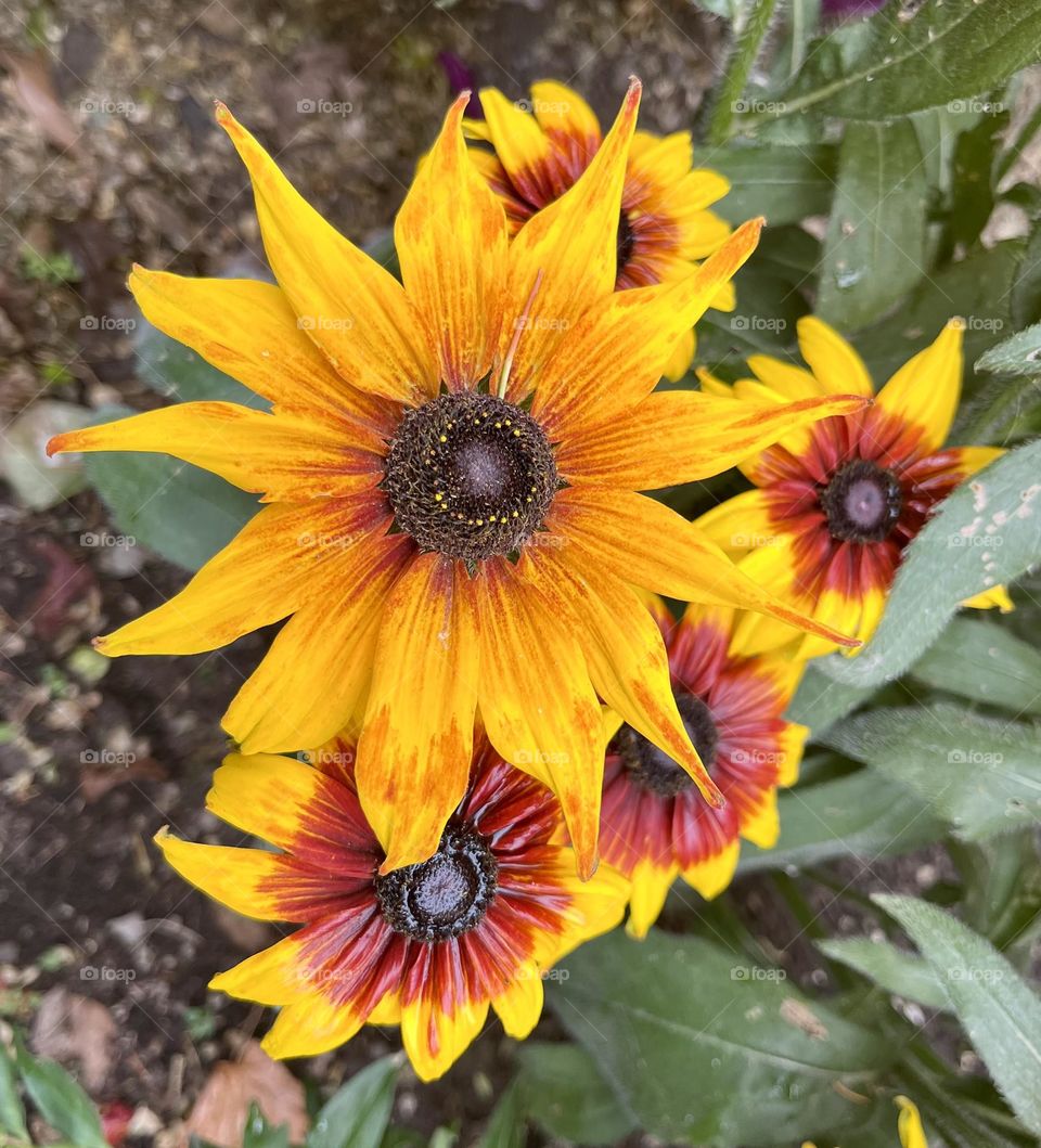 Yellow summer flowers.